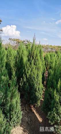 高度180厘米河南桧