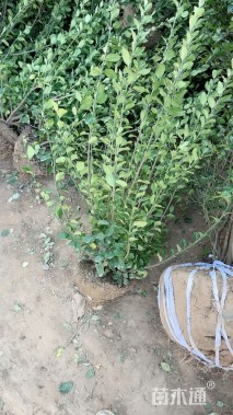 高度80厘米卫矛柱