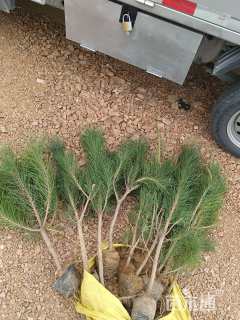 高度50厘米黑松小苗