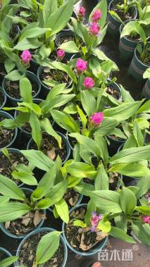 高度30厘米姜荷花