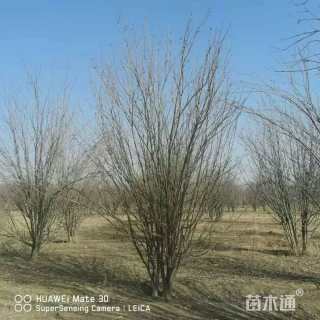 高度400厘米丛生西府海棠