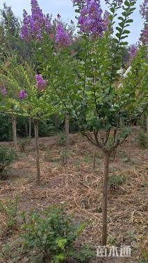 4公分紫薇