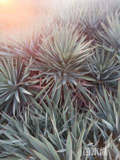 高度40厘米凤尾兰