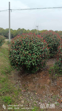 冠幅190厘米红叶石楠球