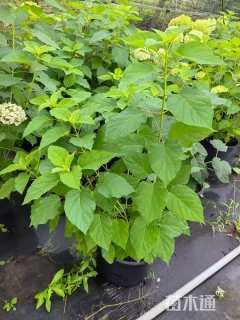 高度20厘米绣球