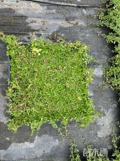 高度1厘米姬岩垂草