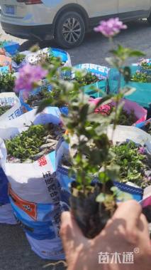 高度20厘米马缨丹