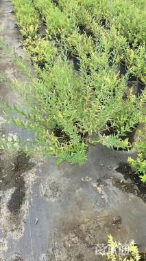 高度50厘米杞柳