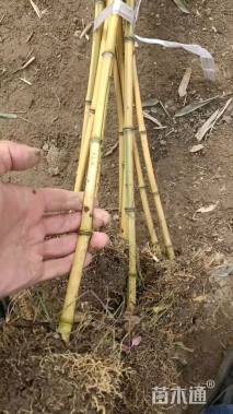 高度1.5厘米玉竹