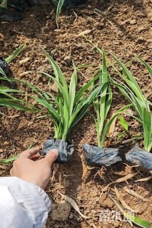 高度25厘米银边吊兰