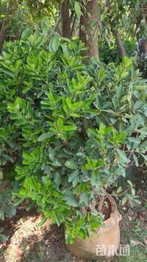 冠幅100厘米大叶黄杨球