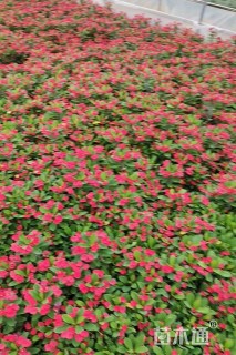 高度25厘米虎刺梅