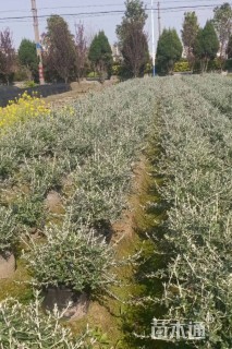 高度40厘米灌从石蚕