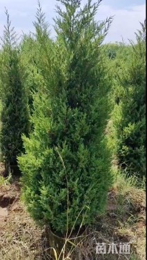 高度300厘米塔柏
