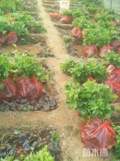 100厘米五叶地锦