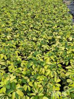 高度26厘米花叶鸭脚木