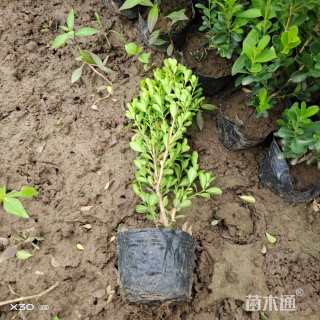 高度45厘米小叶黄杨