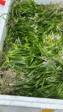 高度20厘米苦草