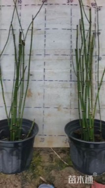 高度45厘米木贼