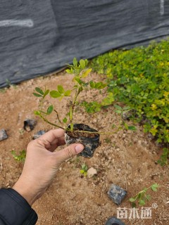 高度15厘米蔓花生