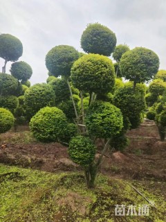 高度300厘米多头亮金女贞