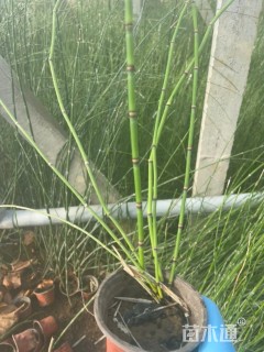 高度60厘米木贼