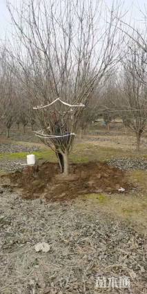 12公分八棱海棠