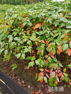 高度115厘米檫木小苗