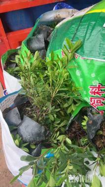 高度30厘米毛鹃小苗