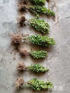 高度25厘米豆瓣黄杨