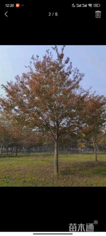 8公分栾树