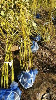 高度150厘米黄瑞木