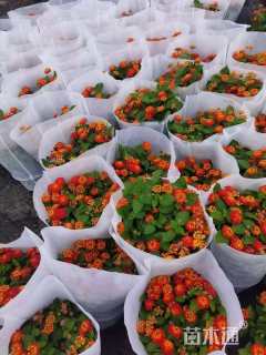 冠幅20厘米五色梅