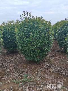 冠幅120厘米红叶石楠球