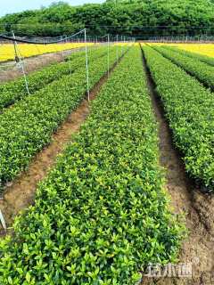 高度25厘米小叶栀子