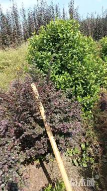 高度200厘米含笑