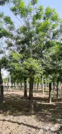 20公分国槐