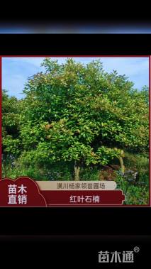 12公分红叶石楠