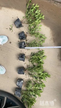 高度25厘米毛鹃