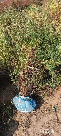 高度80厘米珍珠绣线菊