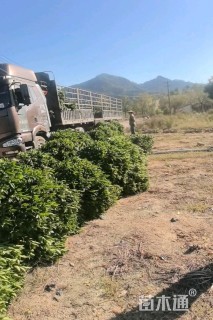 高度80厘米非洲茉莉球