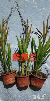 高度50厘米火星花