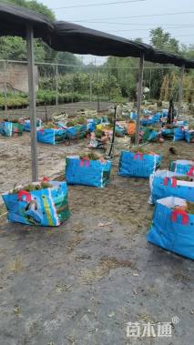 高度25厘米山桃草