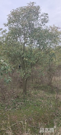 高度250厘米丛生大叶女贞