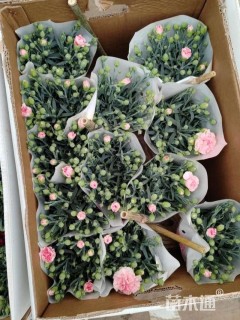 高度20厘米康乃馨