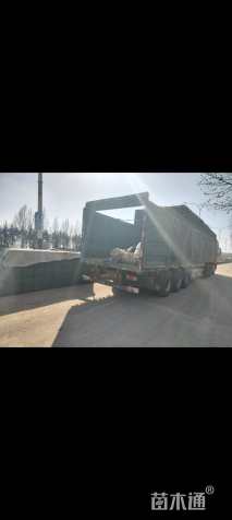 高度20厘米玛格丽特花