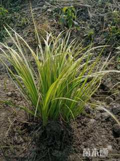 高度20厘米石菖蒲