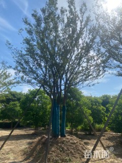 70公分丛生朴树