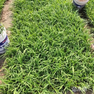 高度20厘米大花萱草