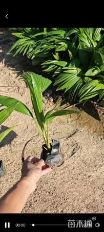 裸干高5厘米蒲葵